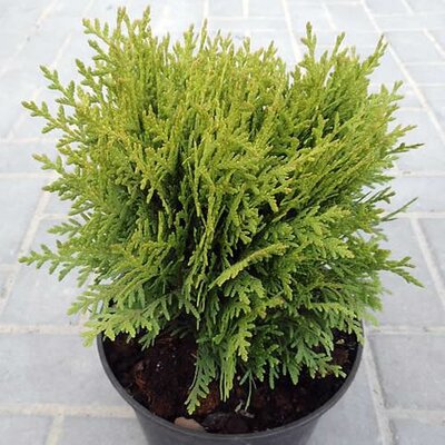 Thuja 'Mirjam' - Photo by Tournasol7 (CC BY-SA 3.0)