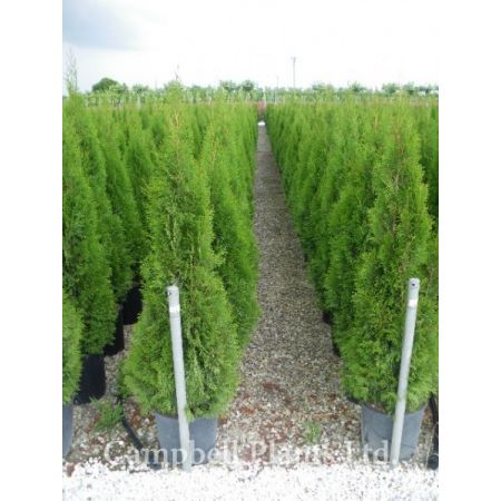 Thuja Occid. “Emerald” - Image courtesy of Campbell Plants Ltd