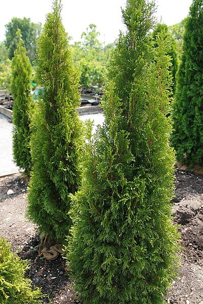 Thuja occidentalis "Smaragd" - Photo by David J. Stang (CC BY-SA 4.0)