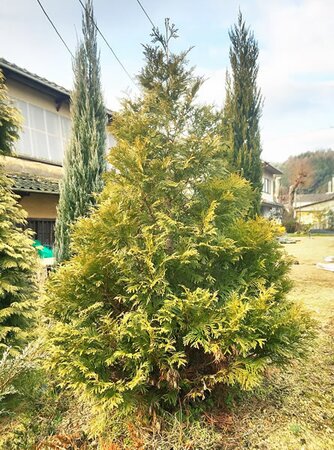 Thuja occidentalis 'Sunkist' - Photo by メルビル (CC BY-SA 4.0)