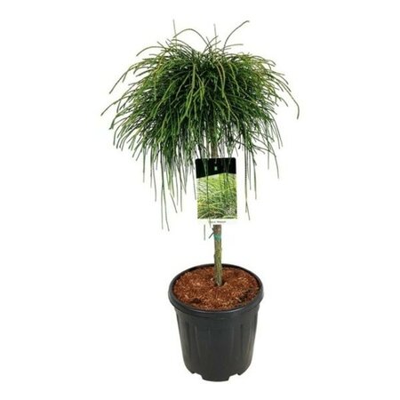 Thuja Plicata 'Whipcord' - Image courtesy of Impulse Plants