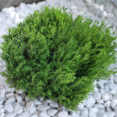Thuja 'Teddy' - Photo by Raso (GFDL)