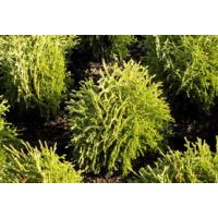 Thuja Waterfield (3L pot)
