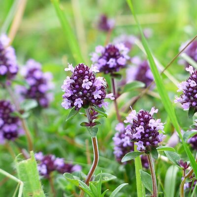 Thyme Common - Image by Hans from Pixabay  