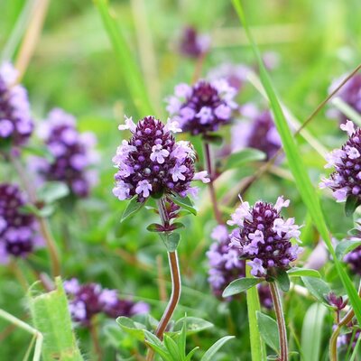 Thyme Common - Image by Hans from Pixabay 
