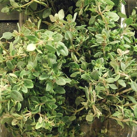 Thyme Lemon Scented - Photo by Jeffery Martin (CC0)