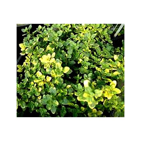 Thyme Lemon Scented (9cm pot)