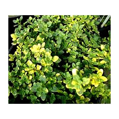 Thyme Lemon Scented (9cm pot)