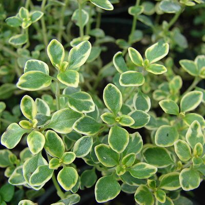 Thyme Lemon Variegated - Photo by Forest & Kim Starr (CC BY-SA 3.0)