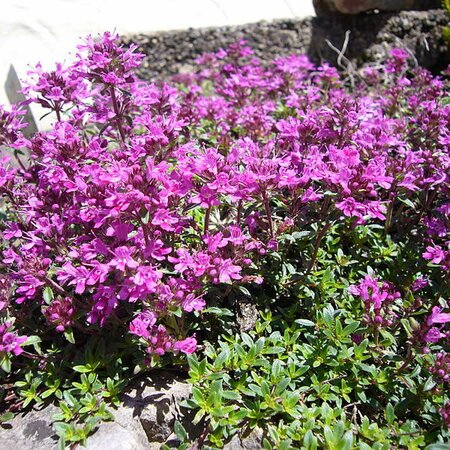 Thyme 'Red Carpet' - Photo by Herbt (GFDL)