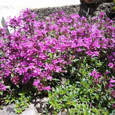 Thyme 'Red Carpet' - Photo by Herbt (GFDL)