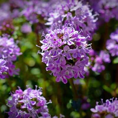 Thyme serpyllum (9cm pot)