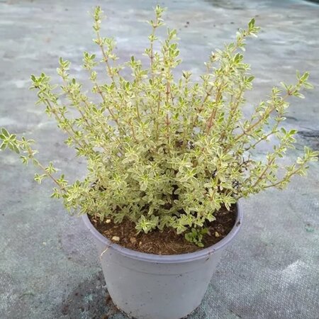 Thymus 'Silver Queen' (Thyme) - Image courtesy of Tully Nurseries