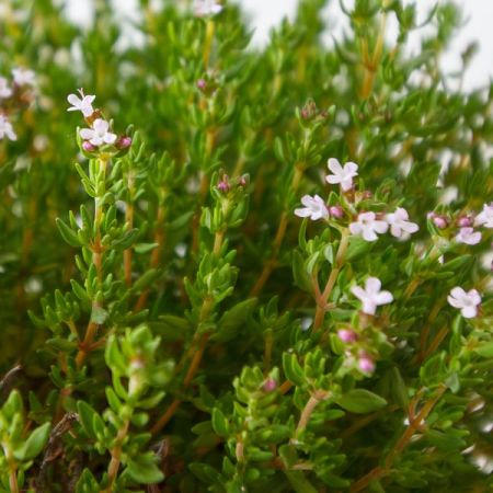 Image by Alejandro Piñero Amerio from Pixabay Thymus vulg. "Compacta" -