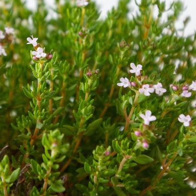 Image by Alejandro Piñero Amerio from Pixabay Thymus vulg. "Compacta" -