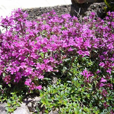 Thymus 'Red Carpet' - Photo by Herby (GFDL)