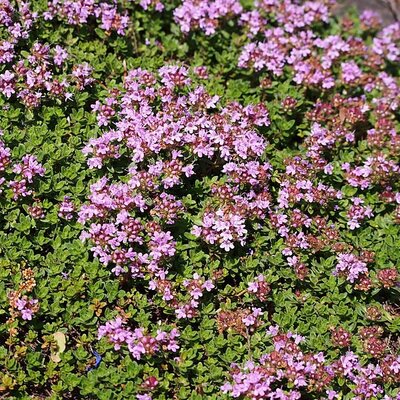 Thymus serpyllum coccineaus (2L pot)