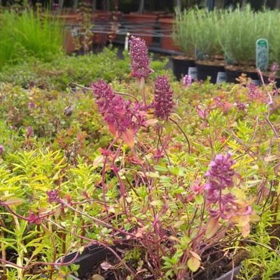 Thymus Serpyllum (Wild Thyme) - Image courtesy of Tully Nurseries