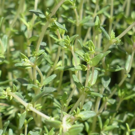 Thymus Vulgaris Faustini / Thyme - Image by Hans from Pixabay