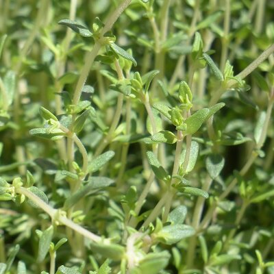 Thymus Vulgaris Faustini / Thyme - Image by Hans from Pixabay