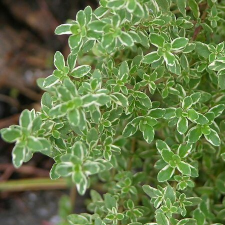 Thymus 'Variegata' - Photo by Derek Ramsey (CC BY-SA 2.5)