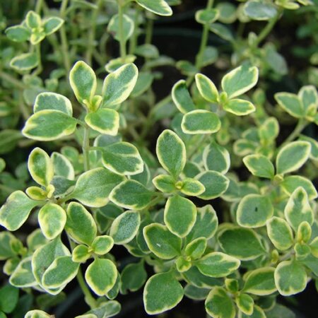 Lemon Thyme - Photo by Forest & Kim Starr (CC BY 3.0)