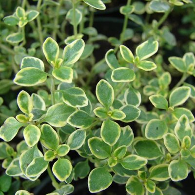 Lemon Thyme - Photo by Forest & Kim Starr (CC BY 3.0)