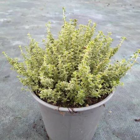 Thymus x citriodorus 'Lady D' - Image courtesy of Tully Nurseries