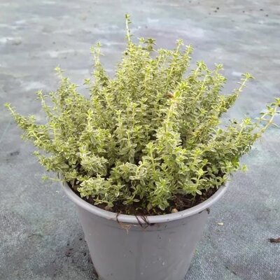 Thymus x citriodorus 'Lady D' - Image courtesy of Tully Nurseries