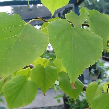 Tilia cordata Greenspire (10L pot)