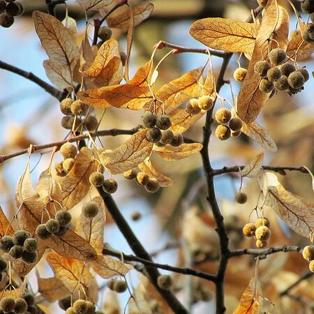 Tilia Winter Orange - Photo by Gmihail (CC BY-SA 3.0)