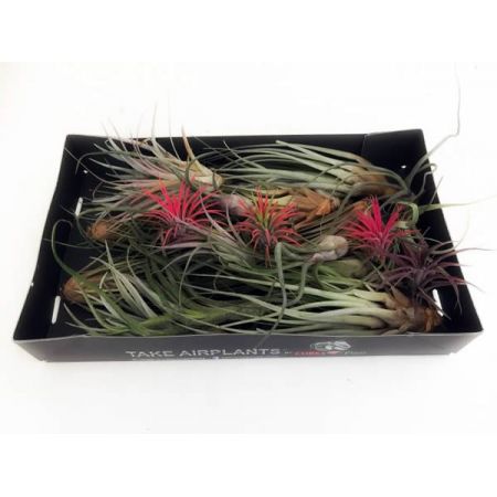 Tillandsia Airplants mix  - Image courtesy of Pannebakker