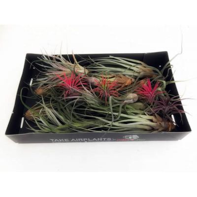 Tillandsia Airplants mix  - Image courtesy of Pannebakker