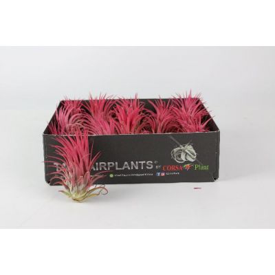 Tillandsia, Airplants (Red)