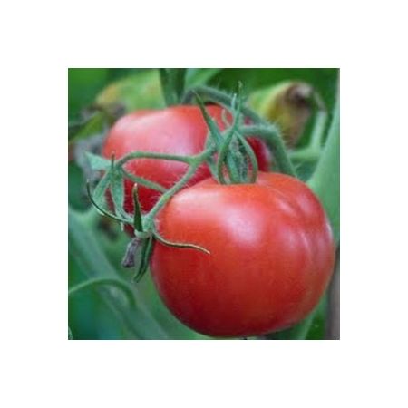 Tomato Ailsa Craig 9cm