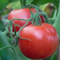 Tomato Ailsa Craig 9cm