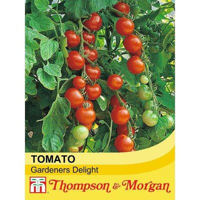 Tomato 'Gardeners Delight' - Image courtesy of Thompson & Morgan