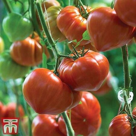 Tomato 'Gourmandia' F1 Hybrid - Image courtesy of Thompson & Morgan