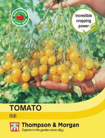 Tomato Ildi - image 1