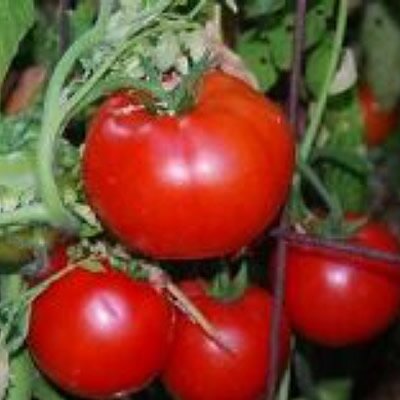 Tomato 'Iris' - Image courtesy of Green Vegetable Seeds