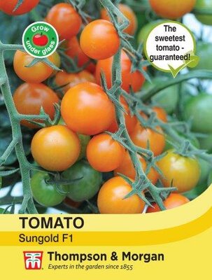 Tomato Sungold F1 Hybrid - image 1