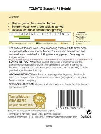 Tomato Sungold F1 Hybrid - image 2