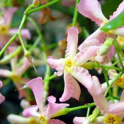 Trachelospermum 'Pink Showers' - Public image here under fair use