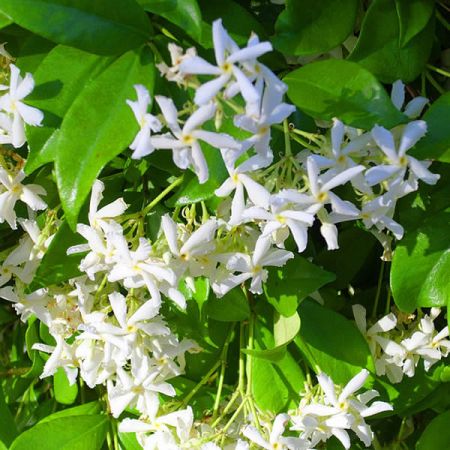 Trachelospermum jasminoides - Photo by Javier Martin (CC BY-SA 3.0)