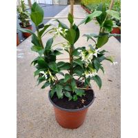 Trachelospermum Jasminoides (Trellis)