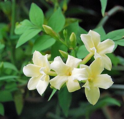 Trachelospermum 'Star of Toscane' (3L pot)