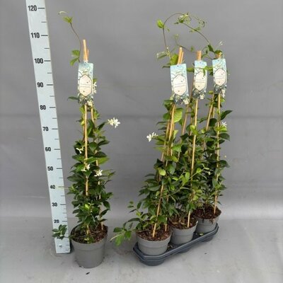 Trachelospermum Jasminoides (3L pot)