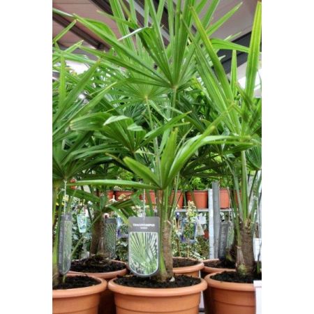 Trachycarpus Fortunei (2L pot)