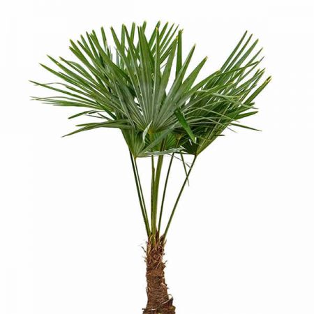 Trachycarpus Fortunei (7.5L pot)