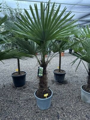 Trachycarpus Fortunei (25L pot)